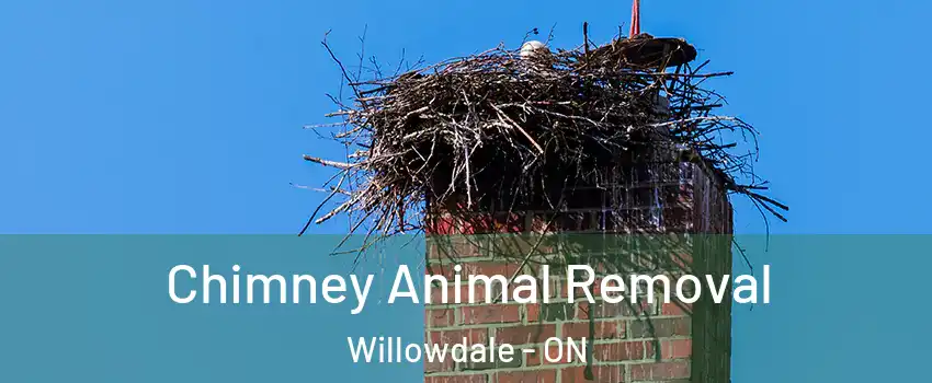 Chimney Animal Removal Willowdale - ON