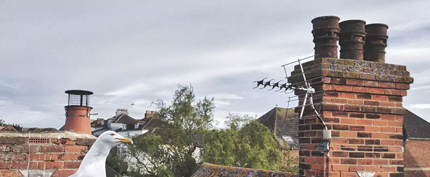 Chimney Cleaning And Restoration in Willowdale, Ontario
